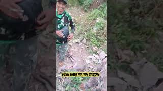 Download lagu babi hutanya babon gede banget #babihutan #animals #babihutanmelintas #babimelintas #berburubabi mp3