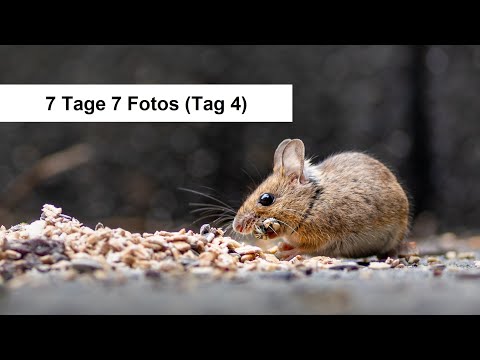 7 Tage 7 Fotos Tag 4/7 - Heute mit der Sony A7III und dem Nikon 300mm F/4.0