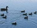 Mom Duck And Her Babies