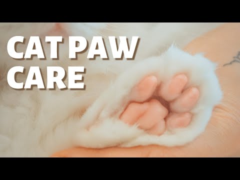 YouTube video about: Should you cut the hair between cats paws?