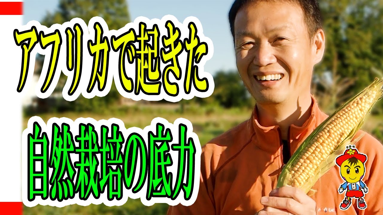 トウモロコシの自然栽培と自家採種