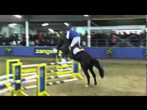 Dominator Z - zangersheide 2016