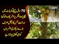 The Only Kathal Tree In Pakistan | Jackfruit Tree In Kohat | Watch How The Tree Is Protected