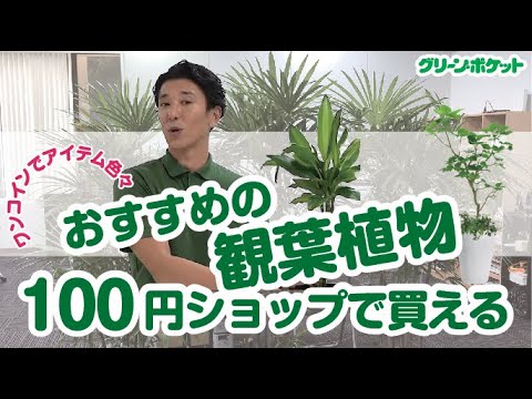 経済学科 100均で買える!?おすすめの観葉植物〇〇選