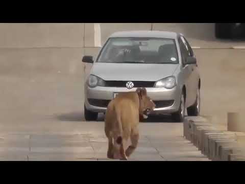 Lioness jumps off crocodile bridge after her cub!!!!