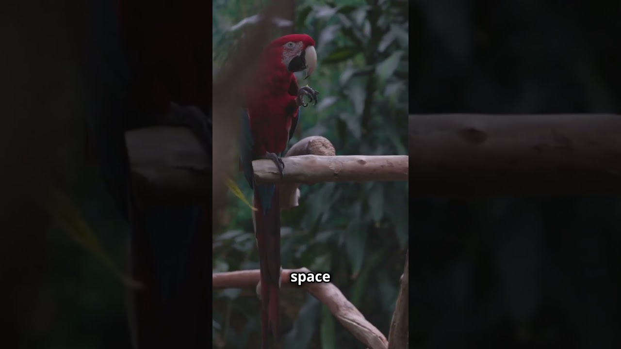 The Marvelous Macaw: A Colorful Companion