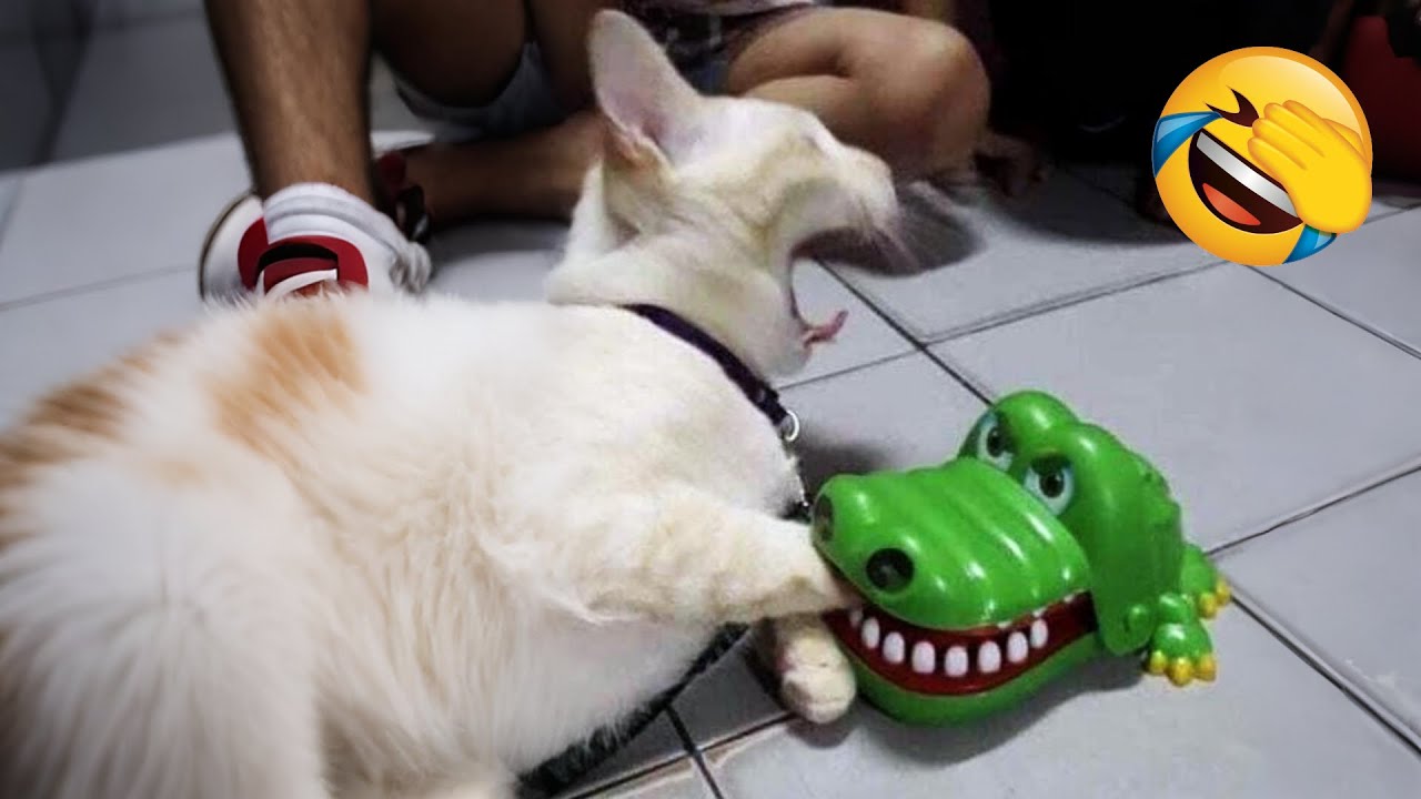 Hilarious animals will make you laugh to die 😂