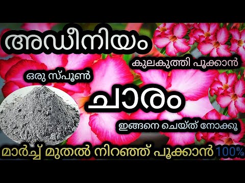 Adenium plant care in malayalam|adenium flowers