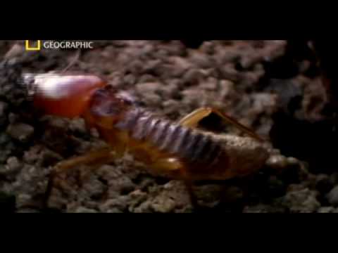 Batalha de Formigas x Cupins, National Geographic 