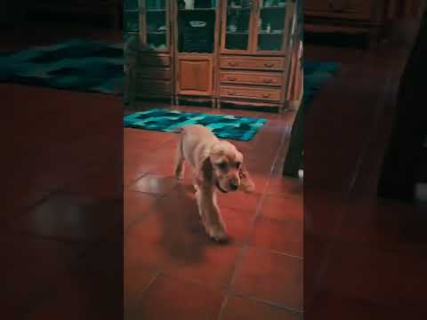 Coton de Tulear puppy for sale