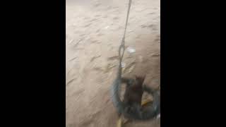 Download lagu Kucing Ku Main Ayunan mp3 Download lagu Kucing Ku Main Ayunan mp3