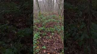 🎥 Drückjagd des Jahres – Hundeführer-Action! Premiere heute um 16 Uhr auf Hunt on Demand!🌿