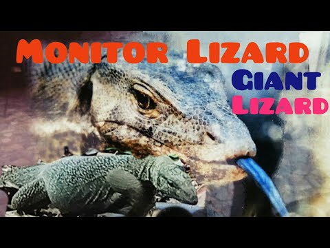 Hungry Monitor Lizard