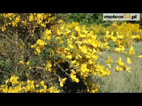 Pokoje Gościnne U Kasi - Chłapowo meteor24.pl