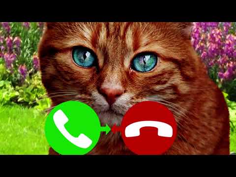 fake call cat game Video