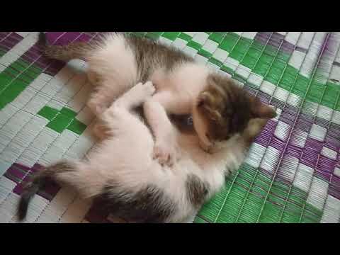 Little Kittens | Kittens Fighting | By Alka thhakur Vlog | 😀 Kittens Lovers | Cat Video | Cat Lovers