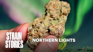 Northern Lights | Strain Stories | Herb