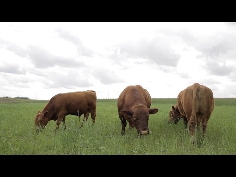 Cover Crop Case Study - Episode 1: Cattle on Cover Crops