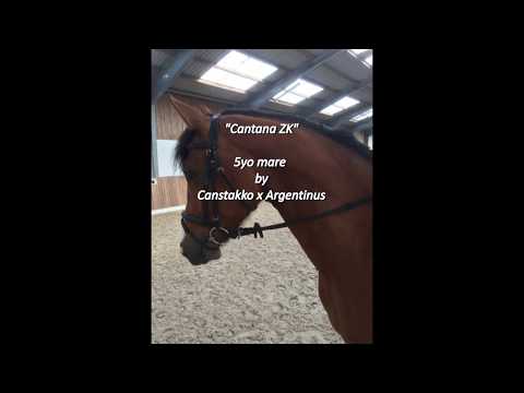 5yo mare by Canstakko x Argentinus x Grannus