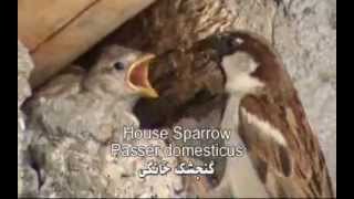 preview picture of video 'House Sparrow گنجشک خانگی'