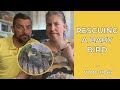 Rescuing A Baby Bird VLOG 045 Yellow Tuxedo YT