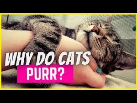 4  reasons why cats purr