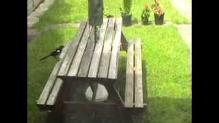 Baby Squirrel Playing With Young Magpies.