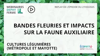 Bandes fleuries et impacts sur la faune auxiliaire : Webinaire DEPHY FERME en cultures légumière