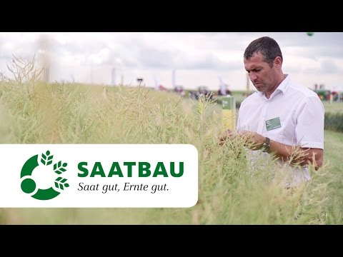 Hybridraps DK EXPRESSION