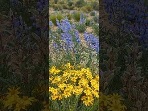 Nevado Laguna Blanca todo florecido.