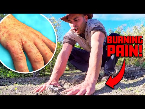 Crocodile, Rattlesnake, Fire Ants: Can Coyote Peterson Survive Them ALL?!