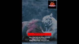 Download lagu story wa macan putih. wani tenan. #shorts #katakatabijak #khodammacan mp3 Download lagu story wa macan putih. wani tenan. #shorts #katakatabijak #khodammacan mp3