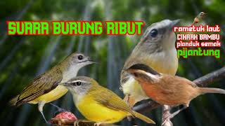 Download lagu suara burung ribut cocok buat pikat mp3 Download lagu suara burung ribut cocok buat pikat mp3