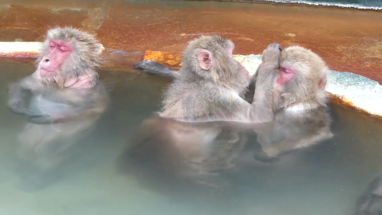 温泉入浴中のニホンザル (北海道函館市)
