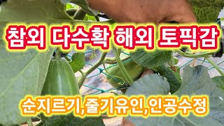 참외다수확 해외 토픽감~참외 순지르기,적심,인공수정 줄기유인 세상에 이런일이 참외재배방법,키우기 솔림농원 비…