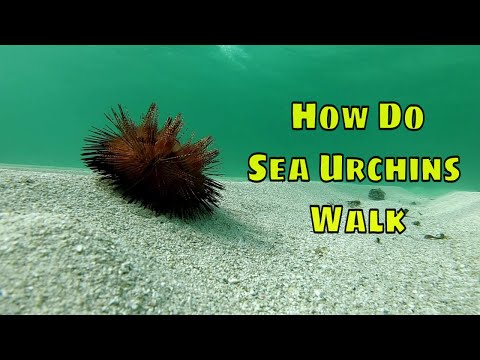 How Do Sea Urchins Walk