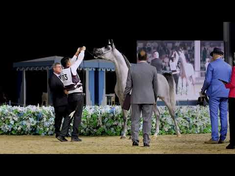 D SHAHHAR, Breeding Opportunity - KIAHF Auction 2024