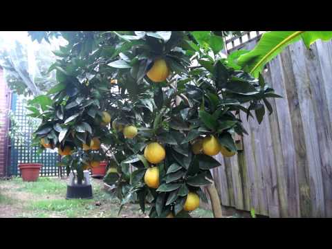 My INSANE End of Summer Fruit Collection 2014 (Tropical & Temperate!)