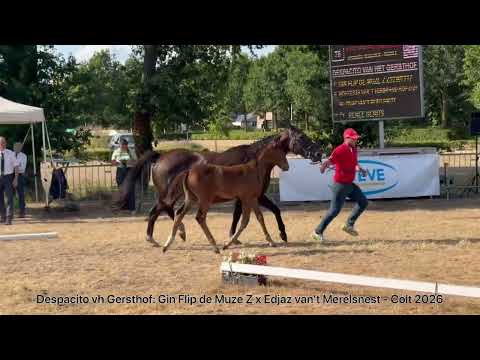 Despacito vh Gersthof (GIN FLIP DE MUZE x EDJAZ VAN'T MERELSNEST) - Video 2 video thumbnail