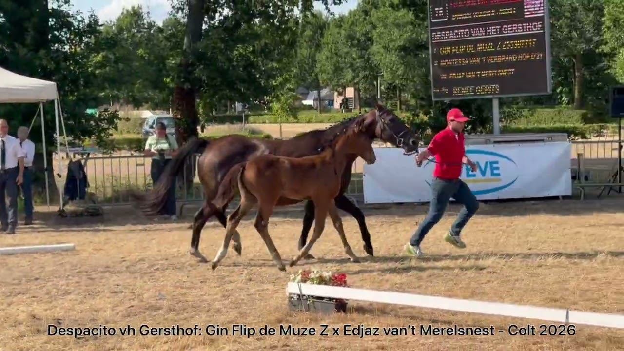 Despacito vh Gersthof (GIN FLIP DE MUZE x EDJAZ VAN'T MERELSNEST) video 1