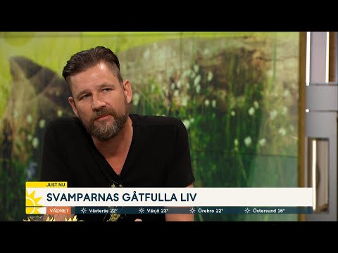 Varför kan man odla champinjoner men inte kantareller? - Nyhetsmorgon (TV4)