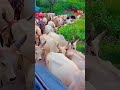 Jai Gau Mata Shorts