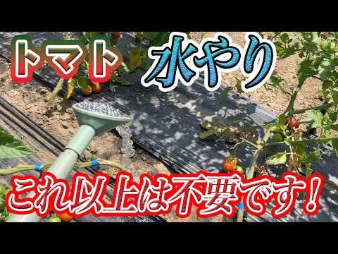 発芽後の水やりの頻度とやり方は？  庭園
