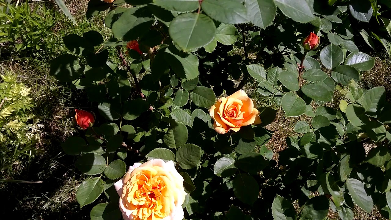 Роза Чарльз Остин (Charles Austin)