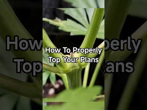 How to Top a Plant the Right Way 🌱 | Beginner-Friendly Guide