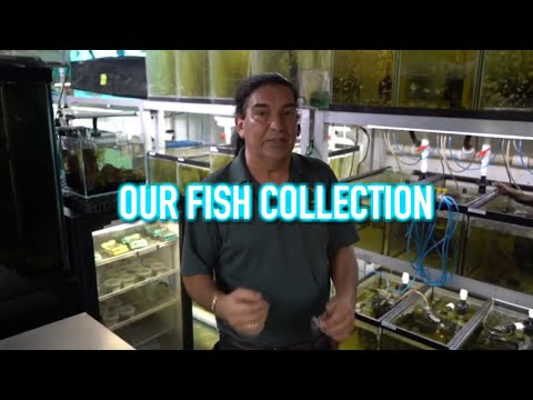 Not Only Discus | Our Other Collection of Fish!