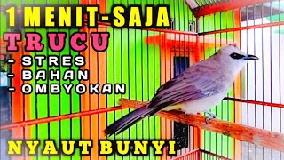 Download lagu pancingan trucukan STRES - BAHAN - OMBYOKAN agar bunyi dan gacor - 100% ampuh mp3 Download lagu pancingan trucukan STRES - BAHAN - OMBYOKAN agar bunyi dan gacor - 100% ampuh mp3