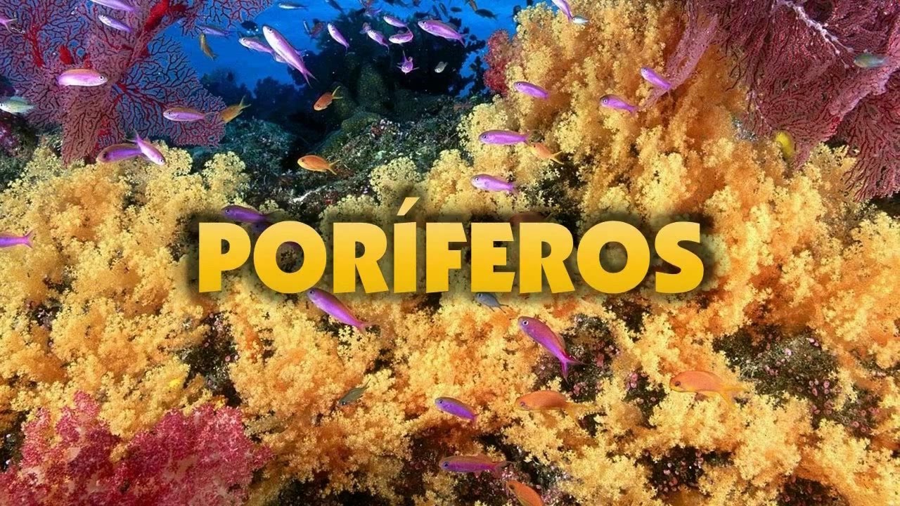 Poríferos: Filo Porífera