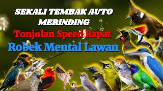 Download lagu MASTERAN BURUNG KASAR ISIAN NGEROL TAJAM MATERI EDAN | GANTANGAN DI BIKIN MERINDING SEKALI NAFAS mp3