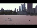 Stupid Bird Fight Seagulls Vs Pigeon
